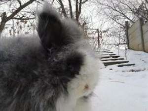 Iepuri Angora