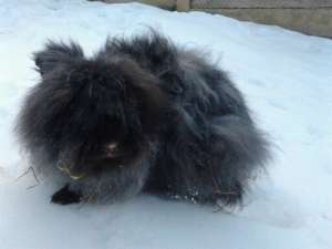 Iepuri Angora