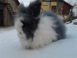 Iepuri Angora