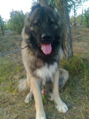 Vand urgent ciobanesc caucazian!