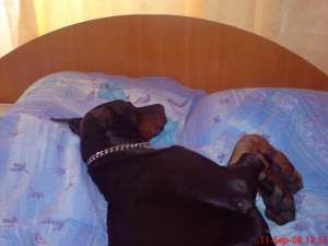 vand URGENT!!! Doberman PEDIGREE