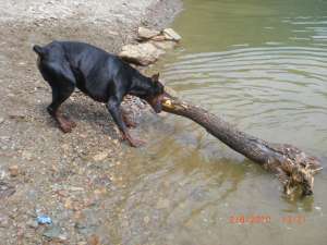 vand URGENT!!! Doberman PEDIGREE