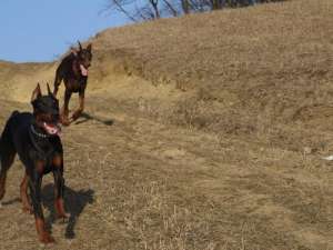 vand URGENT!!! Doberman PEDIGREE