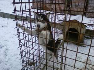 Vand caine husky