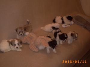 vand avantajos pui de bichon havanez