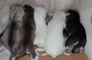 VAND CATEI HUSKY SIBERIAN ORICE CULOARE OFER TRANSPORT IN UE SI REP. MOLDOVA
