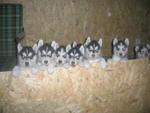 VAND CATEI HUSKY SIBERIAN ORICE CULOARE OFER TRANSPORT IN UE SI REP. MOLDOVA
