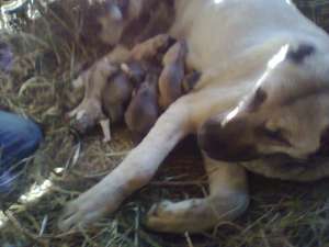 Vanzare pui kangal