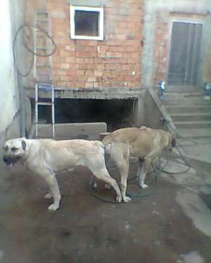 Vanzare pui kangal