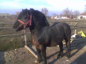 armasar