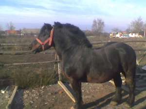 armasar