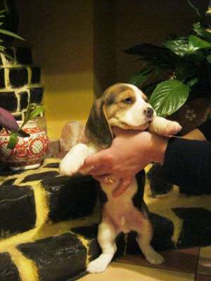 Vand Pui Beagle (Bucuresti) - 6 saptamani.
