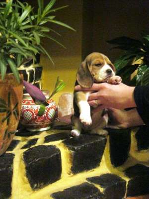 Vand Pui Beagle (Bucuresti) - 6 saptamani.