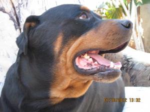 Ofer urgent mascul monta rottwiler