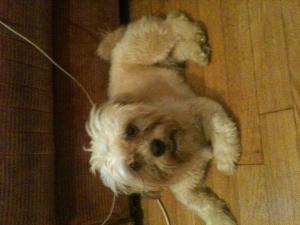 Bichon havanesse mascult pt monta