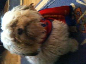 Bichon havanesse mascult pt monta