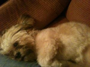 Bichon havanesse mascult pt monta