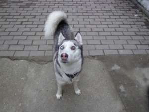 Pierdut husky Arad,  zona Parcul Reconcilierii,  femela, culoare gri-alb,  un ochi albastru,  altul 