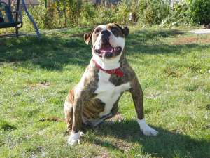Vand pui Bulldog American de calitate