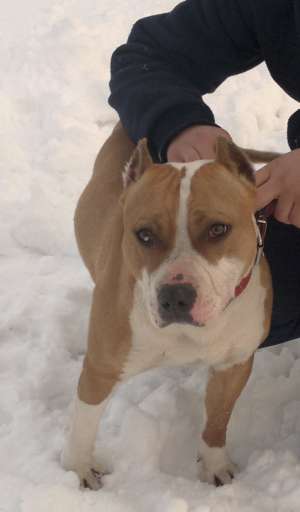 Ofer amstaff pentru monta