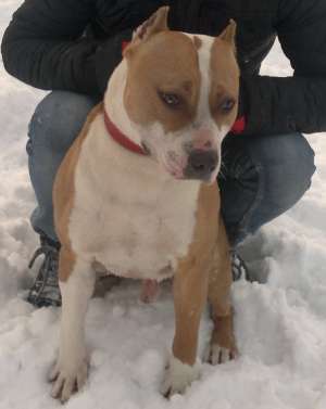 Ofer amstaff pentru monta