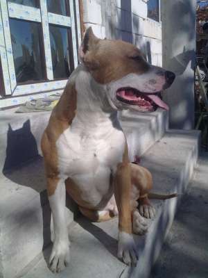 Ofer amstaff pentru monta