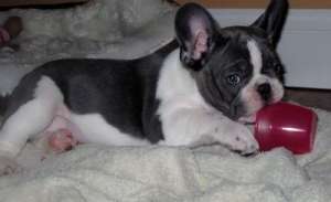 Francese cuccioli Bulldog