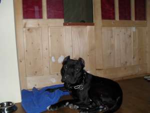 Dau spre monta mascul Amstaff