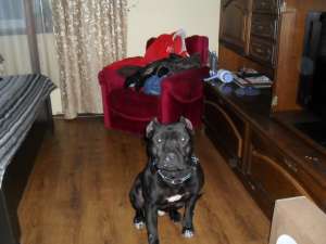 Dau spre monta mascul Amstaff
