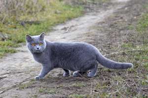Caut motan British ShortHair