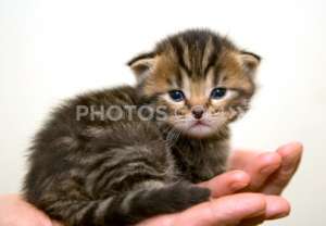 Doresc sa adop un pui de Scottish Fold sau Ragdoll