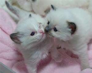Doresc sa adop un pui de Scottish Fold sau Ragdoll