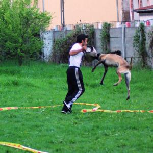 Dresaj canin Probergerk9