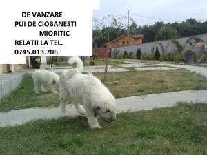 CIOBANESC MIORITIC