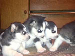 vand pui husky siberian deosebiti