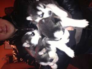 vand pui husky siberian deosebiti