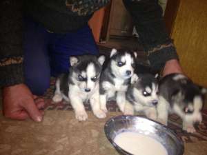 vand pui husky siberian deosebiti