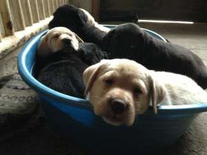 V�nd catei labrador