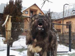 ciobanesc caucazian