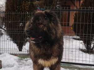 ciobanesc caucazian