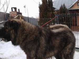 ciobanesc caucazian