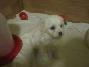 vand pui bichon maltez
