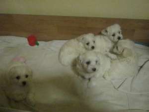 vand pui bichon maltez