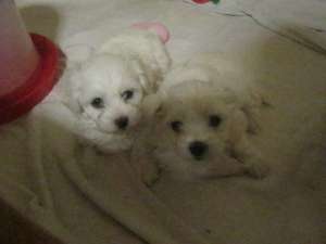 vand pui bichon maltez