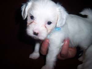 Bichon Maltese Toy