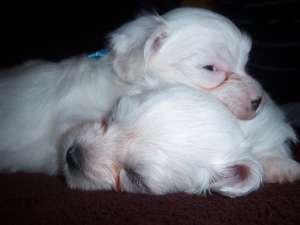 Bichon Maltese Toy