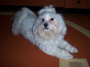 Bichon Maltese Toy