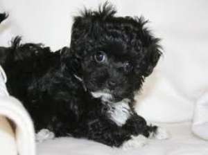 vand bichon havanese