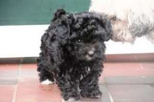 vand bichon havanese