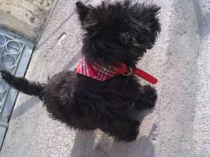 Vand Scotish Terrier